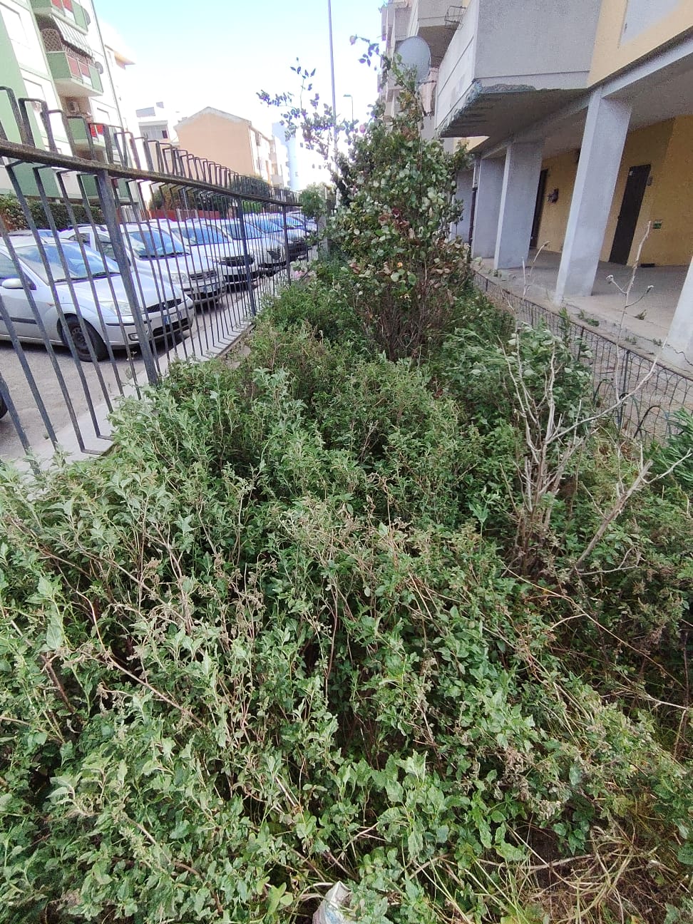 Giardino prima dell'intervento